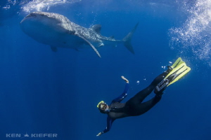 My friend snorkeling down next to a whale shark.
Canon 5... by Ken Kiefer 